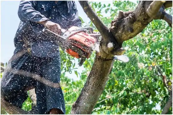 tree services Lake Brownwood